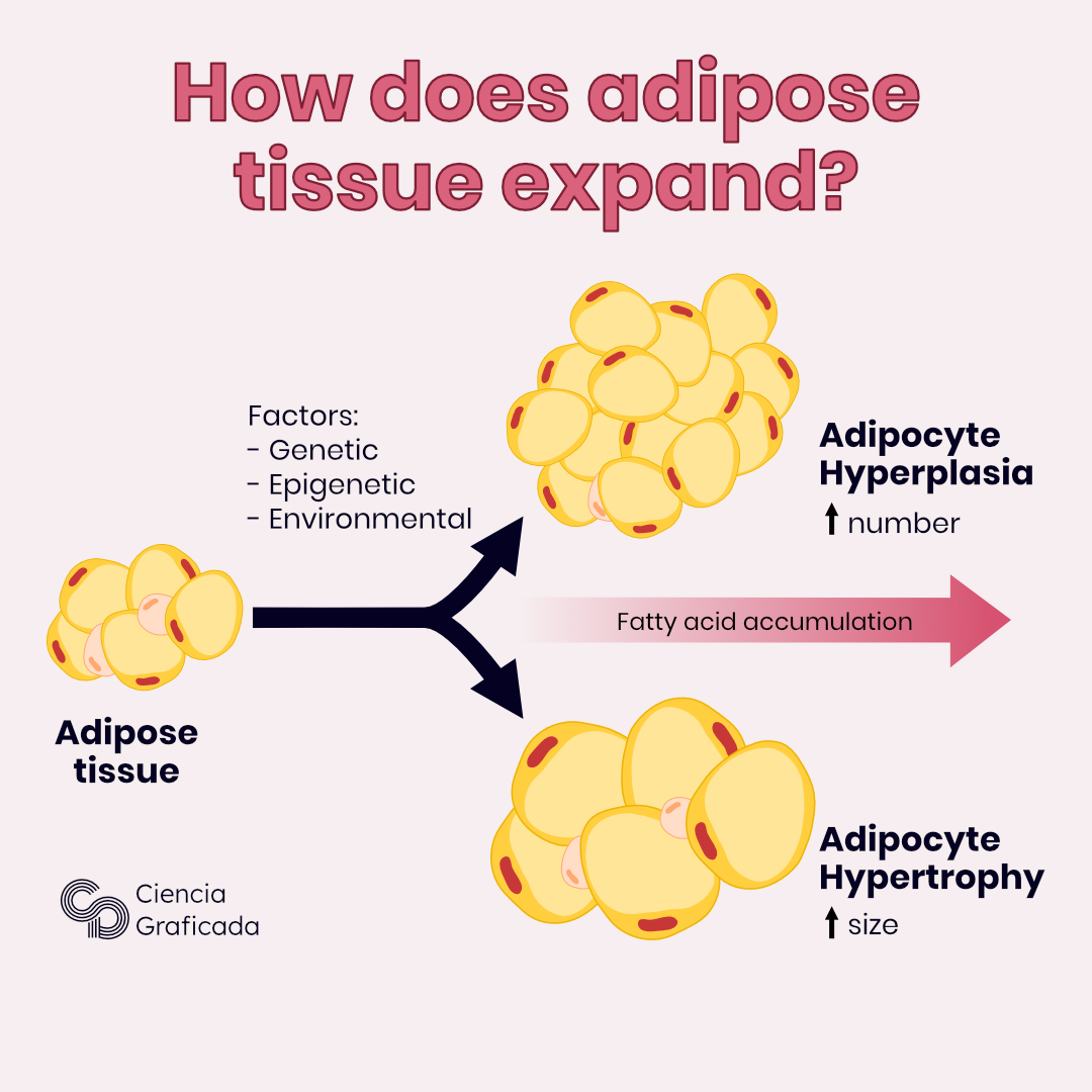 Adipose tissue expansion – Ana Lucía Del Solar