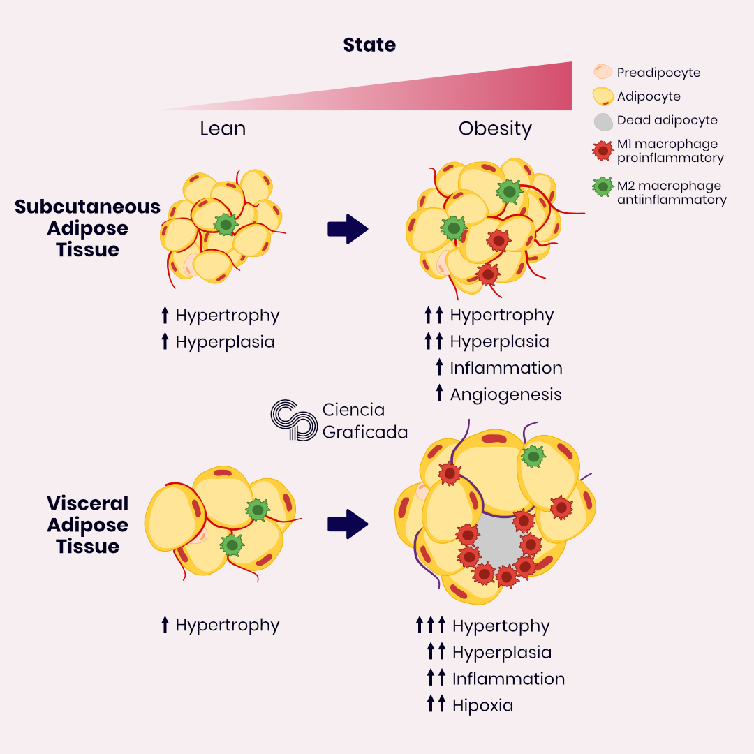 Subcutaneous and visceral adipose tissue expansion in obesity – Ana ...
